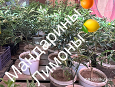 Продаются саженцы 