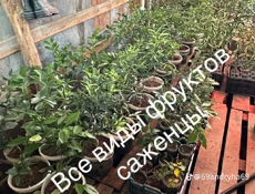 Продаются саженцы 