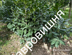 Продаются саженцы 