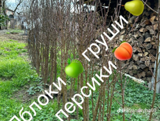 Продаются саженцы 