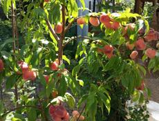 Продаются саженцы 