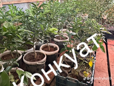 Продаются саженцы 