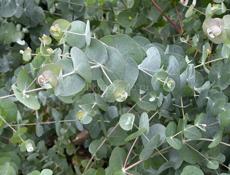 Саженцы эвкалипта 