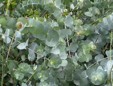 Саженцы эвкалипта 