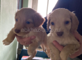 Продам щенят! Срочно!