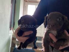 Продам щенят! Срочно!