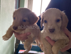 Продам щенят! Срочно!