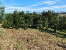 Продам землю 20 соток земли с мандариновый садом в пшапе все документы в порядке писать в Ватсапп +79407720809