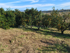 Продам участок в пшапе 20 соток с мандариновым садом 