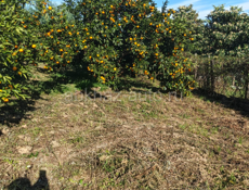 Продам участок в пшапе 20 соток с мандариновым садом 