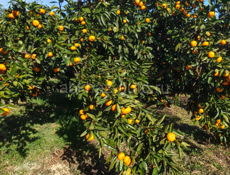 Продам участок в пшапе 20 соток с мандариновым садом 