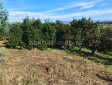 Продам участок в пшапе 20 соток с мандариновым садом 