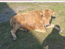 Срочно продаётся  55~50 кг