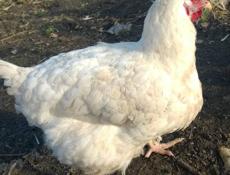 Цыплята бролера