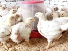 Цыплята бролера