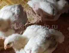 Цыплята бролера