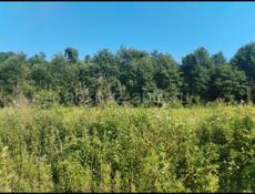 Участок цандрипш ЗАРЯ КАВКАЗА 