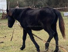 Продаётся жеребёнок