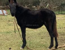 Продаётся жеребёнок