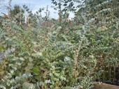 Саженцы эвкалипта в большом количестве,цена 250 рублей 