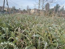 Саженцы эвкалипта в большом количестве,цена 250 рублей 