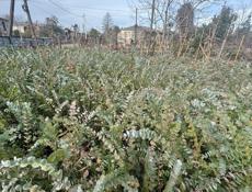 Саженцы эвкалипта в большом количестве,цена 250 рублей 