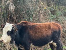 Телка 60 кг срочно 