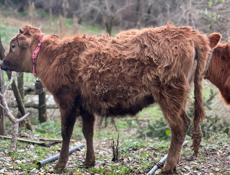 Телка 40-50 кг 