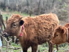 Телка 40-50 кг 