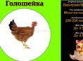 Принимаю заявку на цыплят (голошейка)