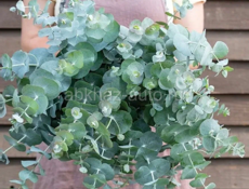 ЭВКАЛИПТ СЕРЕБРИСТЫЙ 