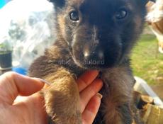 Чудесные щенки Немецкой Авчарки 