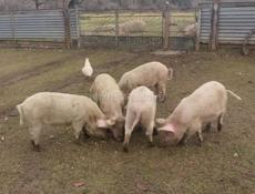 Продаю свиней