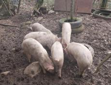 Продаю свиней