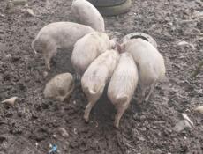Продаю свиней