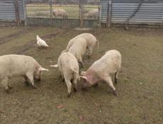 Продаю свиней