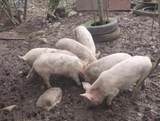 Продаю свиней