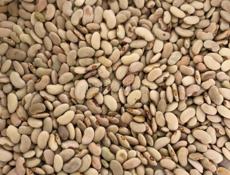 Фасоль домашний 