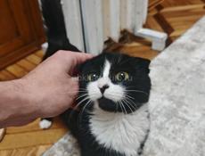 Вислоухая кошка