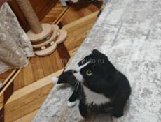 Вислоухая кошка