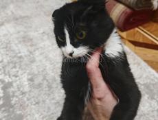 Вислоухая кошка