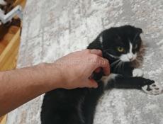 Вислоухая кошка