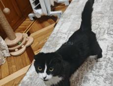 Вислоухая кошка