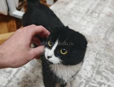 Вислоухая кошка