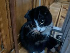 Вислоухая кошка