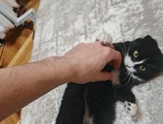 Вислоухая кошка