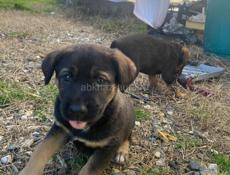 Отдадим в добрые руки