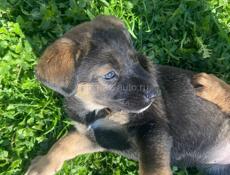 Отдадим в добрые руки