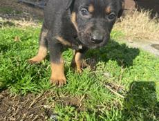 Отдадим в добрые руки