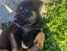 Отдадим в добрые руки